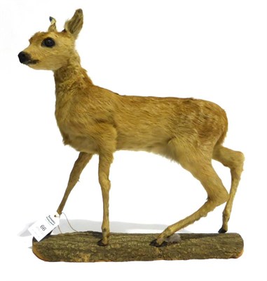 Lot 66 - Roe Deer (Capreolus capreolus), 20th century, fawn, full mount, standing