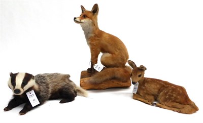 Lot 67 - Fox, Roe Fawn and Badger, all late 20th century, all full mounts (3)