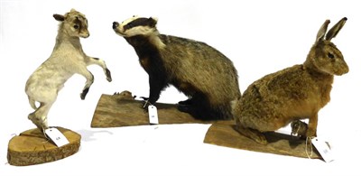 Lot 68 - Badger, Hare and Goat Kid, all late 20th century, all full mounts (3)