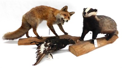 Lot 69 - Badger (Meles meles), full mount; and Fox (Vulpes vulpes), late 20th century, full mount, 107cm...