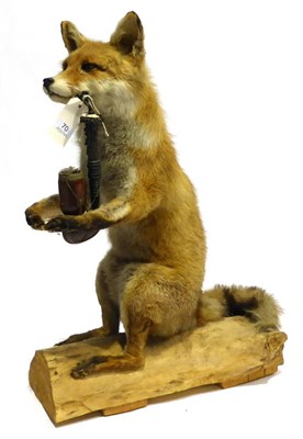 Lot 70 - Fox (Vulpes vulpes), late 20th century, full mount, smoking