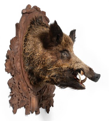 Lot 71 - Wild Boar (Sus scrofa), mid 20th century, head mount, on carved wood shield, 63cm from the wall