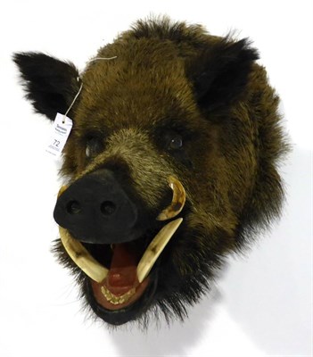 Lot 72 - Wild Boar (Sus scrofa), late 20th century, head mount, jaw agape, 74cm from the wall