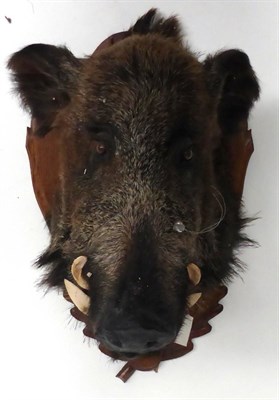 Lot 73 - Wild Boar (Sus scrofa), late 20th century, head mount, on wood shield, 60cm from the wall