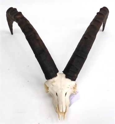 Lot 74 - Alpine Ibex (Capra ibex), mid 20th century, horns on upper skull