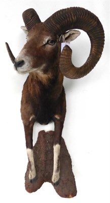 Lot 76 - European Mouflon (Ovis orientalis orientalis), fore-part, 92cm high