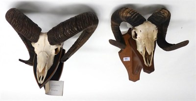 Lot 77 - European Mouflon (Ovis orientalis orientalis), late 20th century, horns on upper skulls, on shields