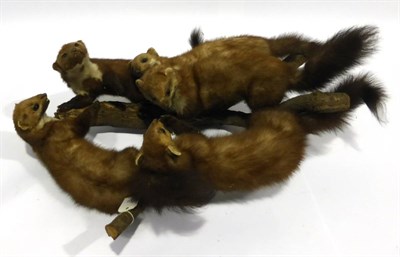 Lot 78 - European Pine Marten (Martes martes), a group of five, on branches