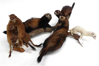 Lot 79 - Stoat Group, and a Group of Polecats (including one Ermine), and a Weasel, circa 1970 (9)