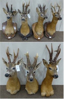 Lot 80 - Roe Deer (Capreolus capreolus), late 20th century, shoulder mount, cast antlers, gold medal...