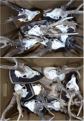 Lot 81 - Thirteen Various Large Roe Deer Antlers, including some casts (World Record) etc