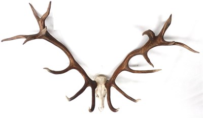 Lot 83 - Hungarian Red Deer (Cervus elaphus), late 20th century, antlers on upper skull, 18 points (8+10)