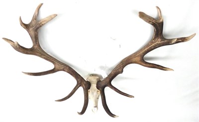 Lot 84 - Hungarian Red Deer (Cervus elaphus), late 20th century, 12.9kg, 14 points (7+7), on associated...