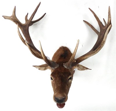 Lot 85 - Hungarian Red Deer (Cervus elaphus), late 20th century, shoulder mount, bugling, broadest span...