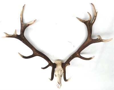 Lot 86 - Hungarian Red Deer (Cervus elaphus), late 20th century, antlers on upper skull (a/f), 10.5kg