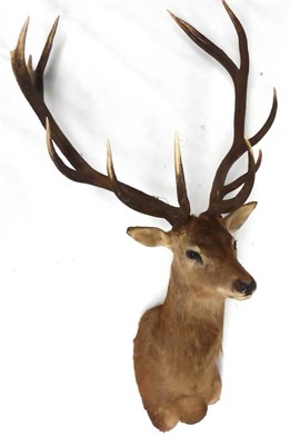 Lot 87 - Hungarian Red Deer (Cervus elaphus), late 20th century, shoulder mount, 12 points (6+6)