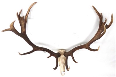 Lot 88 - Hungarian Red Deer (Cervus elaphus), late 20th century, antlers, 16 points (8+8), on associated...