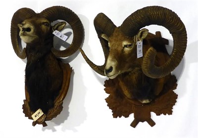 Lot 89 - Mouflon (Ovis orientalis orientalis), mid to late 20th century, two head mounts, on shields (2)