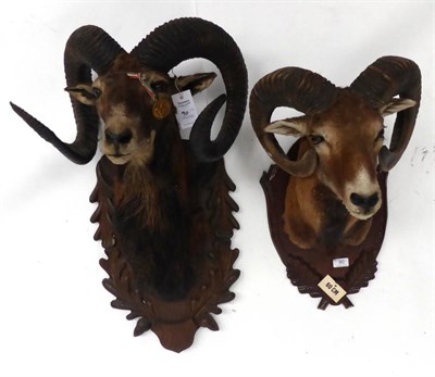 Lot 90 - Mouflon (Ovis orientalis orientalis), mid to late 20th century, two head mounts, on shields (2)