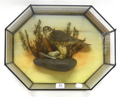 Lot 93 - Merlin (Falco columbarius), by Mike Gadd, modern, full mount, female, perched with wheatear prey on