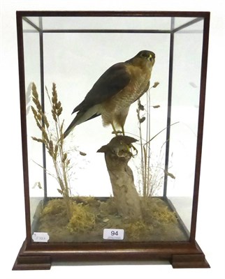 Lot 94 - Sparrowhawk (Accipiter nisus), by Mike Gadd, modern, full mount, perched on wren prey at the tip of