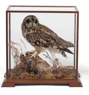 Lot 95 - Short-Eared Owl (Asio flammeus), by Mike Gadd, modern, full mount, perched with mouse prey on a...