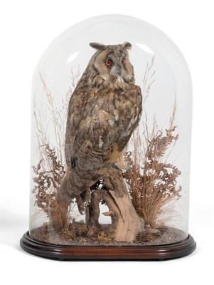 Lot 96 - Long-Eared Owl (Asio otus), by Mike Gadd, modern, full mount, perched and turning to the right on a