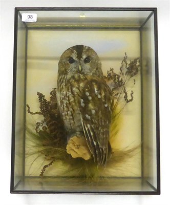 Lot 98 - Tawny Owl (Strix aluco), by Mike Gadd, modern, full mount, naturalistically perched on a branch nib