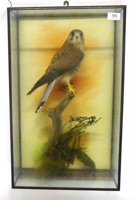 Lot 99 - Kestrel (Falco tinnunculus), by Mike Gadd, modern, full mount, perched on a narrow branch...