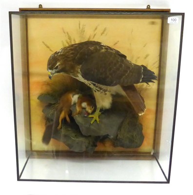 Lot 100 - Red-Tailed Hawk (Buteo jamaicensis), by Mike Gadd, modern, full mount, perched on faux rocks...