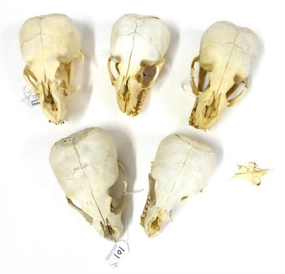 Lot 101 - Cape Fur Seal (Arctocephalus pusillus), Namibia, five full skulls, the largest 17cm long  CITES...