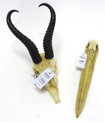 Lot 102 - Soemmering's Gazelle (Gazella soemmeringi), horns on upper skull, overall length 40cm; and Pelican