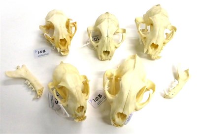 Lot 103 - African Caracal (Caracal caracal), five skulls, modern, boiled  With proof of legal import, CITES 