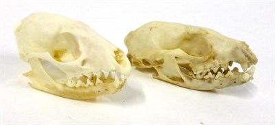 Lot 105 - Genet (Genetta genetta), two male skulls, labelled Genet M, B Grade