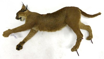 Lot 106 - African Caracal (Caracal caracal), full mount, modern, with import metal tags 0647536, in...