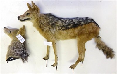 Lot 107 - Black-Backed Jackal (Canis mesomelas)), full mount, standing, late 20th century, with rear...