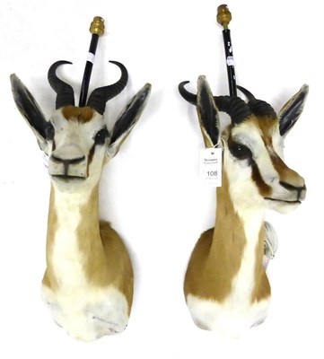 Lot 108 - Thomson's Gazelle (Gazella thomsonii), pair of shoulder mounts as a wall lights, 58cm high...