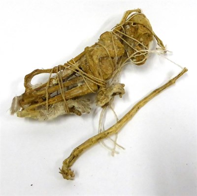 Lot 109 - Senegal Galago (Galago senegalensis), Togo, skeleton, circa 2006, 12cm approx  CITES Appendix...