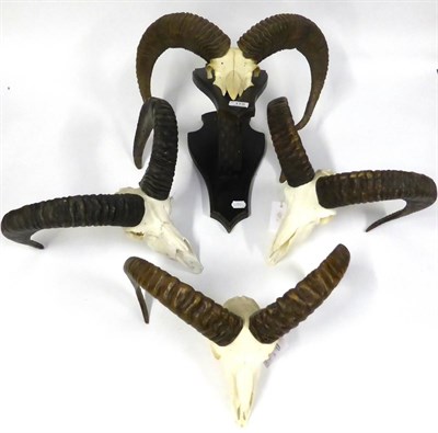 Lot 119 - European Mouflon (Ovis orientalis orientalis), on cut skull; and Three Loose Examples (4)