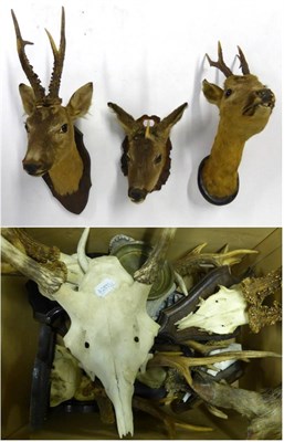 Lot 120 - Roe Deer (Capreolus capreolus), two shoulder mounts on wood plaques, a head mount, eight antlers on