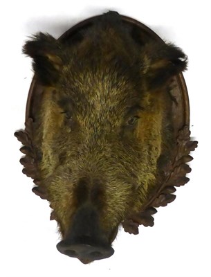 Lot 122 - European Wild Boar (Sus scrofa), shoulder mount, Silz 27.Nov 1937, jaw agape, on oak leaf...