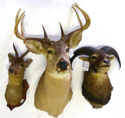 Lot 123 - White-Tailed Deer (Odocoileus virginianus), shoulder mount, 11 point antlers (6+5) (in poor state)