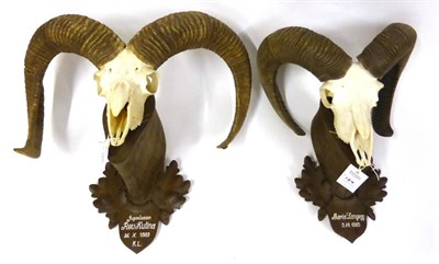 Lot 124 - European Mouflon (Ovis orientalis orientalis), horns on upper skull, Maria Langegg, 5.VII.1985,...