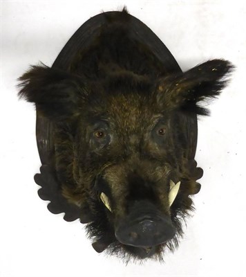 Lot 125 - European Wild Boar (Sus scrofa), shoulder mount, jaw agape, circa 1930, on oak oak leaf and...