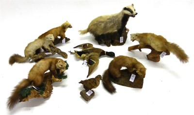 Lot 126 - Badger (Meles meles), full mount, snarling, 54cm high (a/f); Seven Other Items, including...