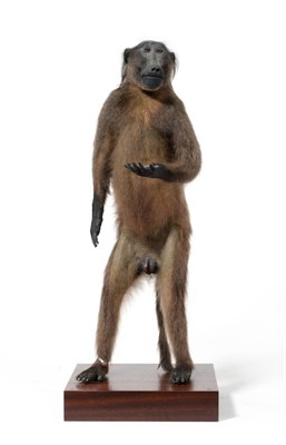 Lot 127 - Chacma Baboon (Papio hamadryis ursinus), South Africa, full mount, circa 2003, gazing forward, left