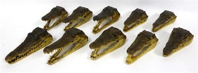 Lot 128 - Nile Crocodile (Crocodylus niloticus), South Africa, ten cut head mounts with glass inset eyes,...