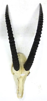 Lot 129 - Roan Antelope (Hippotragus equinus), horns on upper skull, right horn 68cm