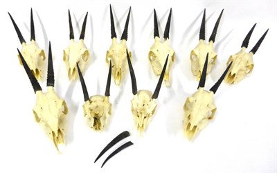 Lot 130 - A Group of Ten Duiker and Dik-Dik, horns on upper skulls (and two spare horns)