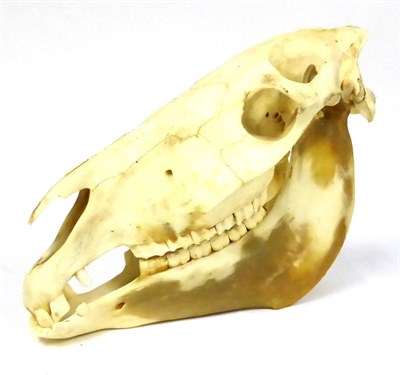 Lot 131 - Zebra Skull, with lower jaw, 50cm long